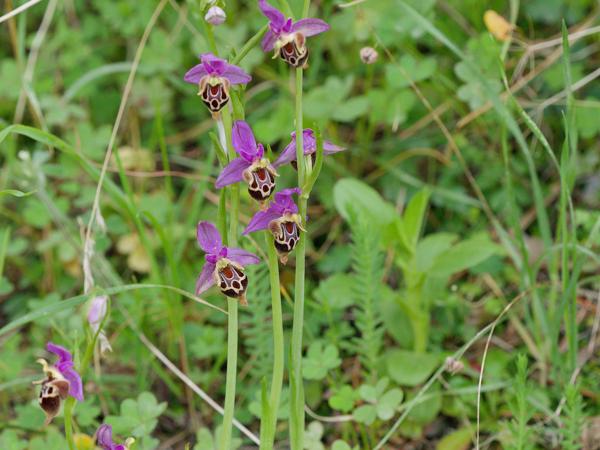 <h3><a href="/trips/kreta/biota/plantae/tracheophyta/liliopsida/asparagales/orchidaceae/ophrys scolopax heldreichii/ophrys scolopax heldreichii-nl.html">Ophrys&nbsp;scolopax&nbsp;heldreichii</a> / Woodcock&nbsp;orchid / </h3>OM-1 Mark II met OLYMPUS M.150-400mm F4.5, 1/640 sec  bij F7.1, ISO 2000, afstand 3.08&nbsp;m